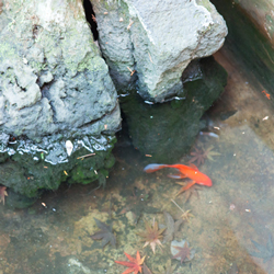 金魚