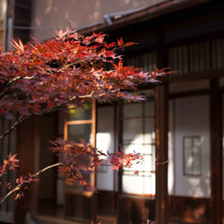 紅葉